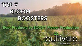 Top 7 Bloom Boosters to Increase Flower Production