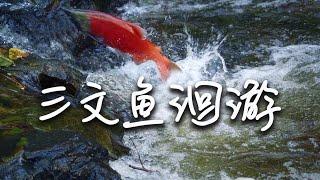 Salmon Migration  | It is also a glorious, tragic and poignant story !!!