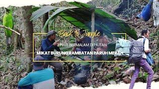 CAMPING 3 HARI DALAM HUTAN MIKAT BURUNG CUCAK IJO DAN RAMBATAN PARUH MERAH Part 2