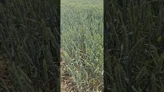 озимая пшеница сорт Алексеевич Республика Калмыкия