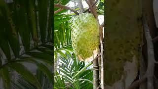 Guyabano | soursop | graviola fruit #shorts #guyabano #soursop