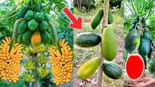 New method: of grafting watermelon with papaya gets more unusual results