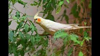 Cockatiel Mating Sound. Cockatiel Party. Песенка самца Корелла. Нимфа. Cockatiel best singing