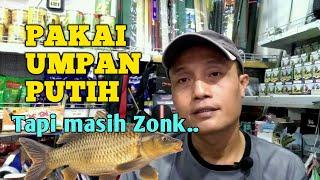 Rahasia Umpan Putih Ikan Mas Kolam Harian