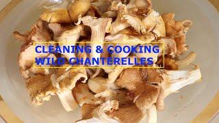 How To Clean & Cook Wild Chanterelle Mushrooms | Delicious, Easy & Fast