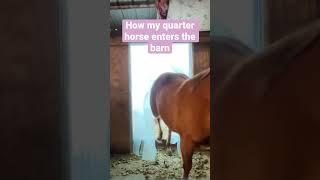 Quarter horse VS Thoroughbred #trending #love #horse