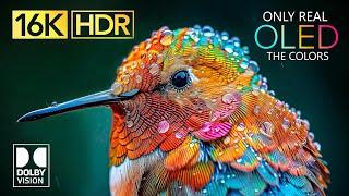 ONLY REAL OLED | 16K Video ULTRA HD | Dolby Vision 16K HDR