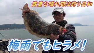 梅雨でもヒラメは釣れるんです！貴重な晴れ間は釣り日和