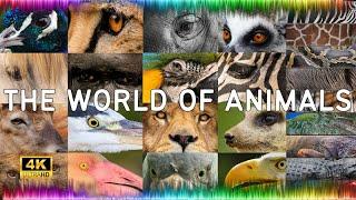 Explore The World of Animals  Sounds By Yourself in Animal Sound Library