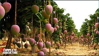 Mango Harvesting Ultimate Guide Processing Mangoes Efficient Mango Packaging Tricks #mangoharvesting