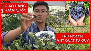 CÂY VIỆT QUẤT TỨ QUÝ đang cho HÀNG NGHÌN QUẢ trên cây trồng là sẽ có quả thu hoạch luôn.