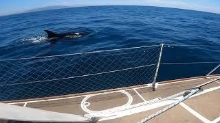 Killer whales (Orcas) damage 36ft sailboat near Gibraltar (06.2021)