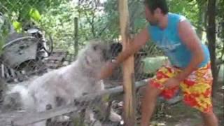 Romanian Mioritic shepherd dog vs. aggressive stranger