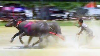 Why These Farmers Are Racing Their Buffalo