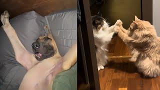 TRY NOT TO LAUGH Funny Cat & Dog Compilation V8 | FUNNYPAWS