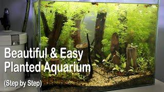 Beautiful & Easy Planted Aquarium (Step by Step)