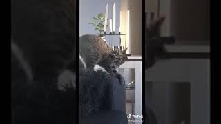 funny cats