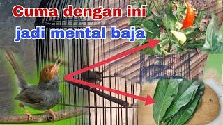 Cara menaikan mental burung prenjak agar memiliki mental baja dan fighter.