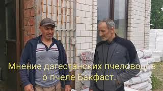 Бакфаст. Реальные отзывы дагестанских пчеловодов.