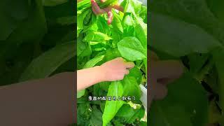 在阳台种菜就是好，这边采菜那边吃，一秒都不耽误 #阳台种菜 #种菜 #我的小菜园 #记录我的种植生活 #种植小技巧