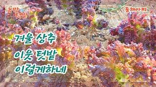 겨울 상추 심은 이웃 텃밭 둘러 보기. A tour of neighboring gardens planted in winter.