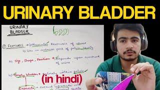 Urinary Bladder - 1 | Anatomy