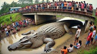 This REPTILE SHOCKED Scientists! Top 100 Biggest Reptiles in The World