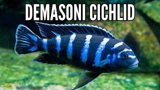 How to Keep the Most Aggressive African Cichlid: the Demasoni Cichlid