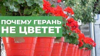 Почему герань не цветет. Как заставить цвести пеларгонию