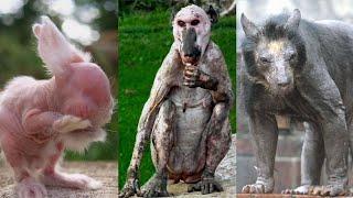 These 15 Animals Without Hair Are   Barely Recognizable