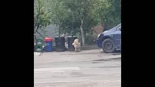 two male dogs humping eachother