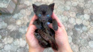 ABANDONED KITTEN FOUND IN PARKING LOT!