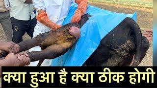 Cesarean section l Dystocia l Difficulty in birth l dr Umar Khan