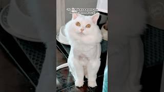 Странный вопрос🫣 #питомцы #cat #кот #приколы #юмор #домашниеживотные #смешно #тренды #рек #шутки