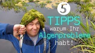 5 TIPPS warum ihr Fadenalgenprobleme haben könntet  |  Schnelle Lösung von Fadenalgenproblemen!?