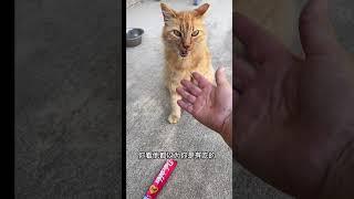 狮子王——家养的流浪猫