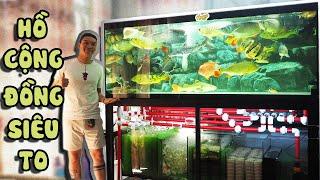 Ngắm HỒ CÁ CỘNG ĐỒNG siêu to nhất nhì Việt Nam với hệ thống TÁCH PHÂN hiện đại | Community fish tank