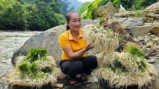 Harvesting Onions Goes to market sell - Dig cassava - Cook food for pigs | Ly Thi Tam