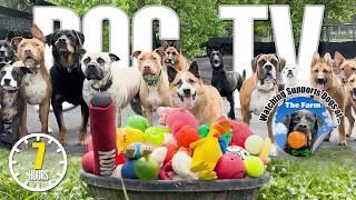 Videos for Dogs to Watch  Dog TV: Daycare Entertainment for Your Dog to Reduce Stress & Anxiety