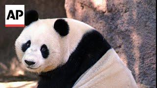 China plans to send San Diego Zoo more pandas this year, reintroducing panda diplomacy