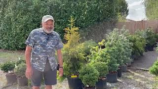 Conifer Collection: A Shipment of Mature Trees