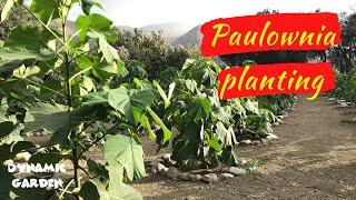 Stages of planting Paulownia _ Show growth of Paulownia in 90 days _ kiri tree