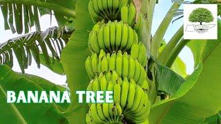 BANANA TREE - TN Nursery