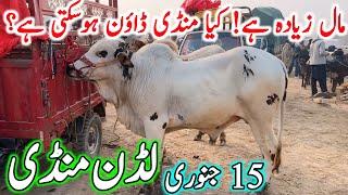 Luddan Cow Mandi Today Latest Update 15-01-2025 - Cow Mandi 2024 - Cholistani Bachre in Ludan Mandi