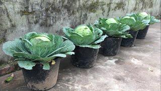 How to grow cabbage vegetables in pots at home to harvest after 70 days | easy for beginners