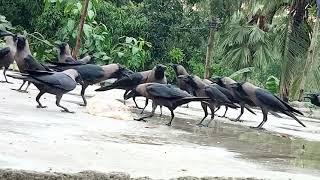 Crows fight for food | Crow Sound part 5 | কাকের ডাক | Bird and animal Sound