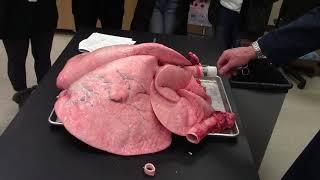 Cow lung inflation