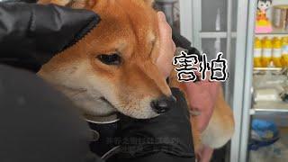 带柴犬打针 人比狗还紧张