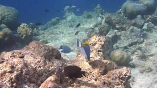 Diving Maldives (Faafu Atoll) "Surgeonfish 1"