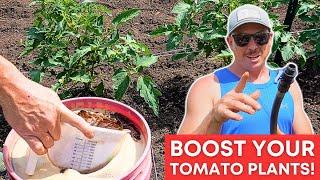 Maximizing Tomato Growth: Boosting for Healthy Plants!